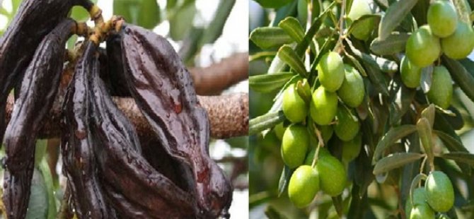 Güzelyurt Kaymakamlığı, Zeytin ve Harup Toplama Tarihlerini Açıkladı