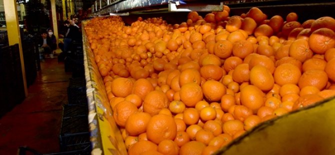 Cypfruvex, narenciye alım fiyatlarını açıkladı: Başvurular pazartesi başlıyor