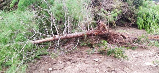 Boğazköy'de izinsiz ağaç kesimine yasal işlem