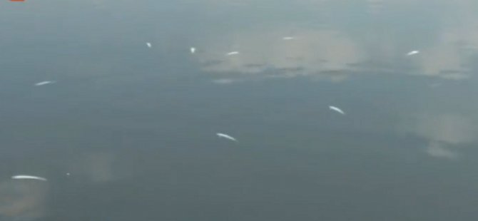 Dikelya-Larnaka arasındaki kıyıya ölü balıklar vurdu