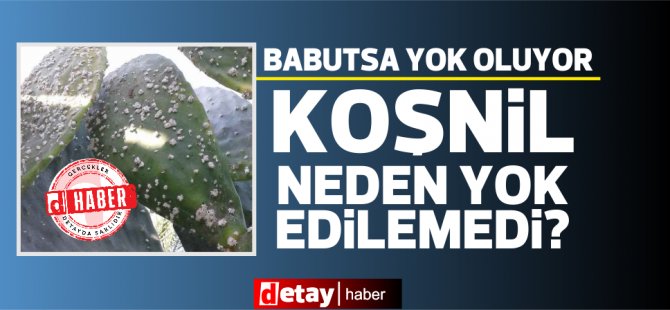 Babutsa zararlısı "koşnil" neden yok edilemedi? Nasıl mücadele edilmeli?