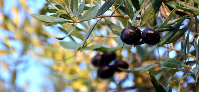 Güzelyurt İlçesi’nde zeytin ve harup toplama tarihleri açıklandı