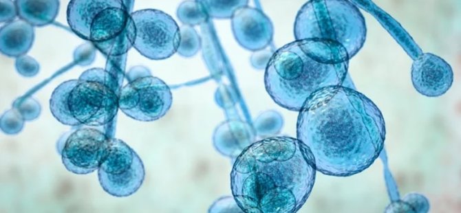 Hastanelerde korkutan artış: Öldürücü mantar salgını patlak verdi