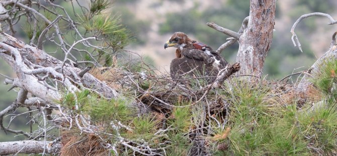 Kuşları Koruma Derneği: Kartal gören herkesi iletişime geçmeye çağırıyoruz