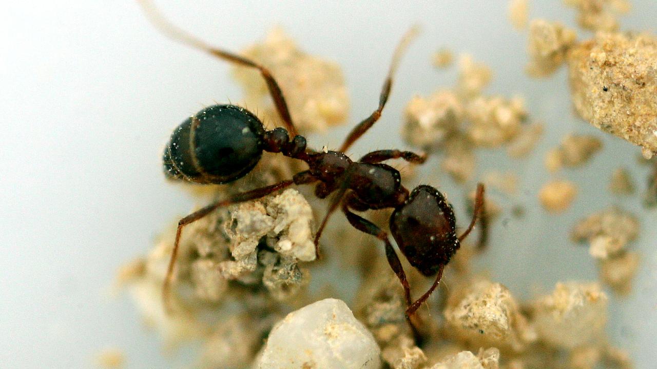 Avustralya'dan kırmızı ateş karıncalarıyla mücadele için 1 milyar dolar bütçe