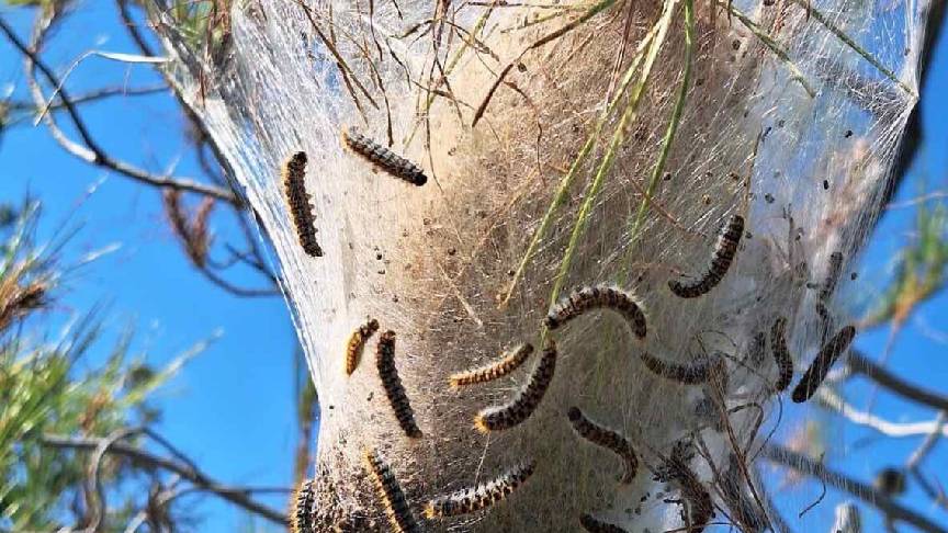 Değirmenlik Akıncılar Belediyesi, çam kese böceğine karşı ilaçlama çalışmasına başlıyor