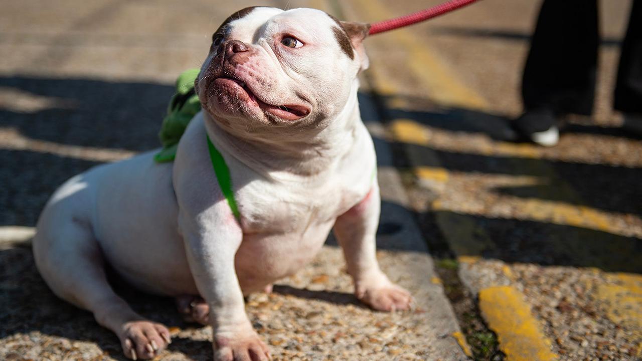 Londra'da sahibi olduğu köpeklerin saldırısına uğrayan kadın hayatını kaybetti