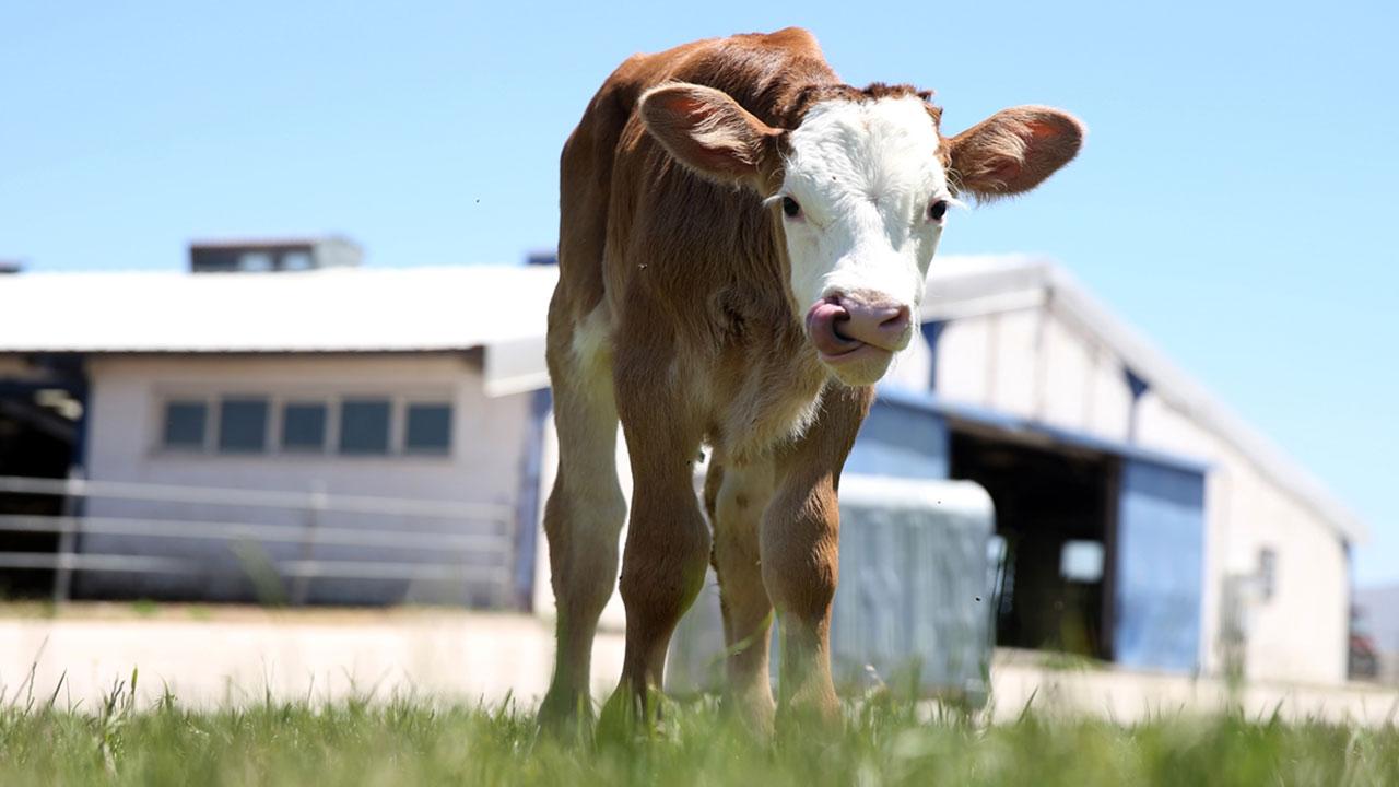 ABD'de kuş gribi ikinci kez inekten insana sıçradı