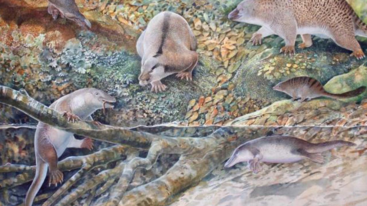 Avustralya'da tek delikliler takımına ait yeni türler keşfedildi