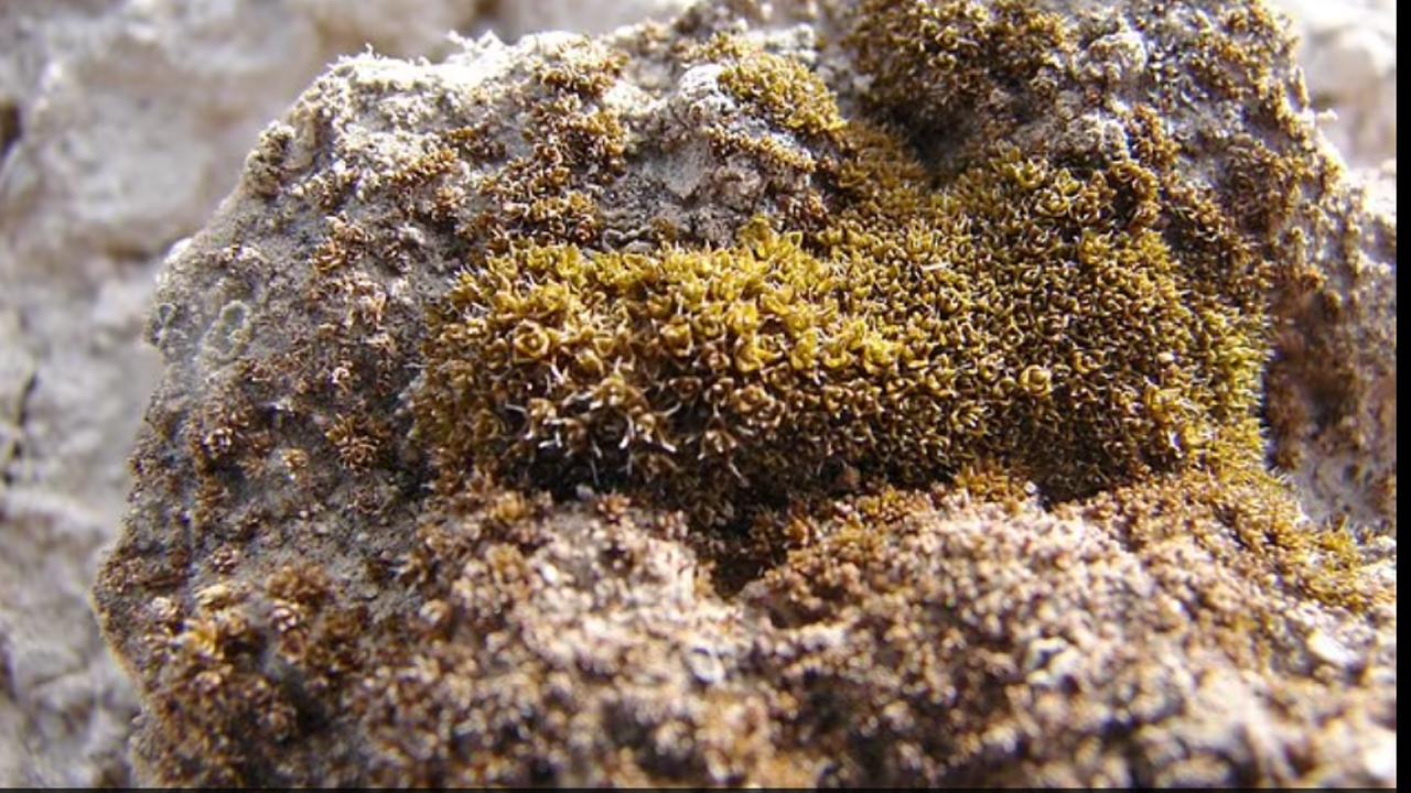 Bu bitki Mars'ta nefes almamızı sağlayabilir mi?