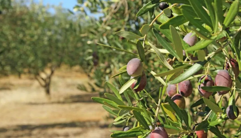 32 zeytin ve zeytin ürünü işletmesine kayıt belgesi verildi