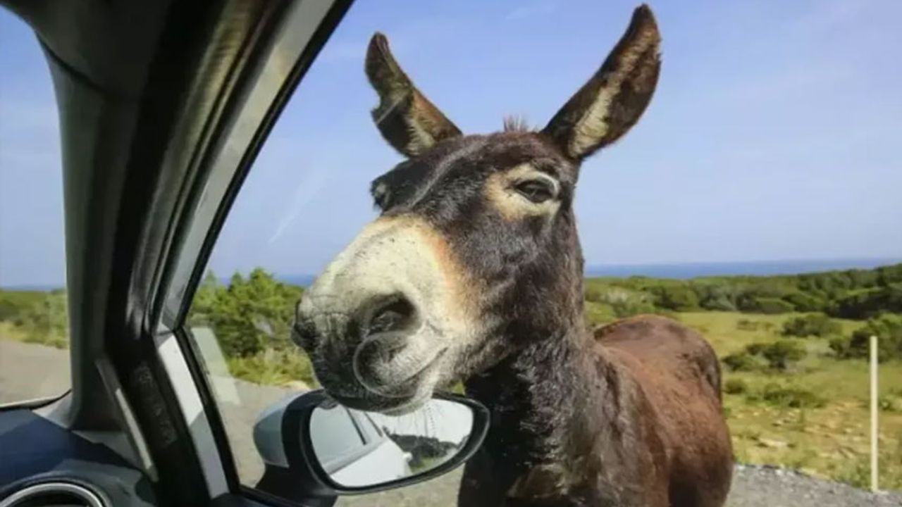 Hür eşekler için seferberlik: 292 bin 532 TL toplandı