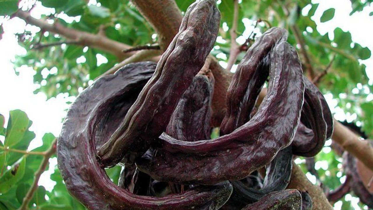 EZKOOP ve Zeytin Koop'tan çağrı: Harupa hak ettiği değerin verilmesi harekete geçilmeli