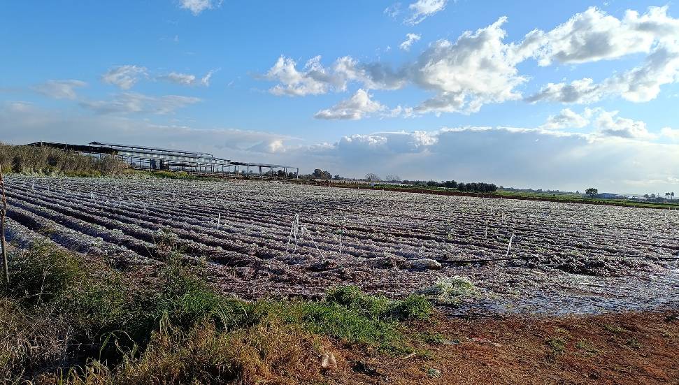 Güney Kıbrıs’ta birçok ürün soğuktan zarar gördü