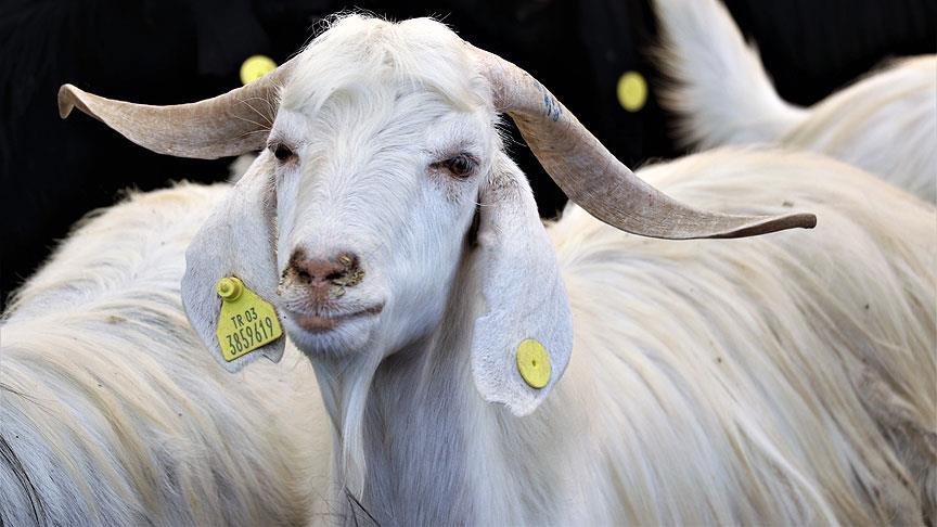 Veteriner Dairesi’nden küçükbaş hayvan üreticilerine beyan uyarısı: Son tarih 30 Haziran