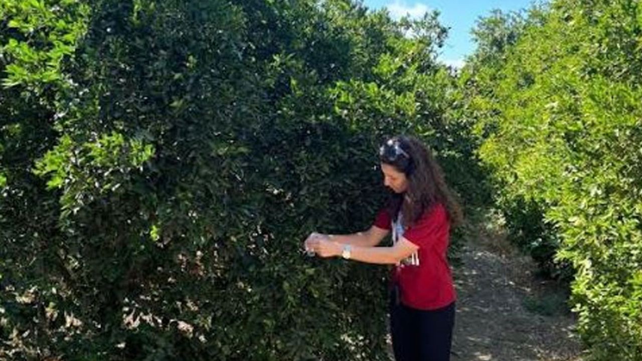 Doğaya 36 bin parazitoit bırakıldı