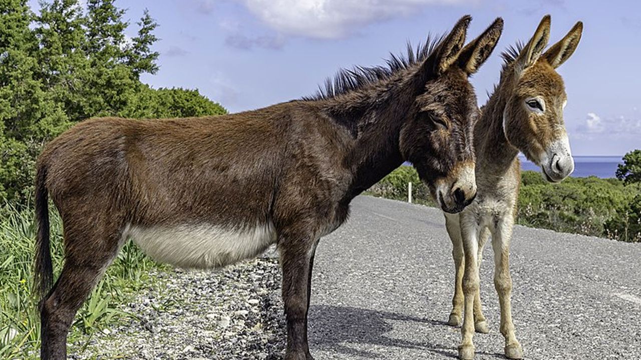 Karpaz Koruma Derneği, Dipkarpaz’a Enformasyon Dairesi açılmasını talep etti