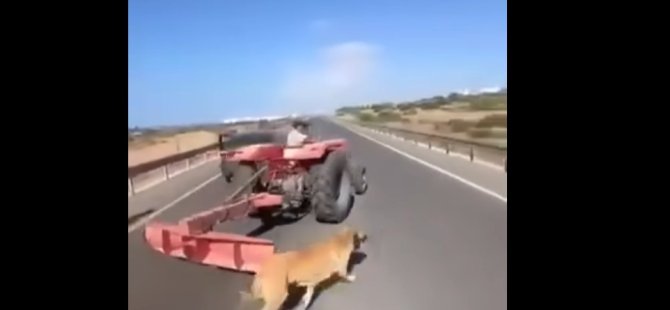 Karpaz'da köpeği traktör ile çeken sürücüye para cezası!