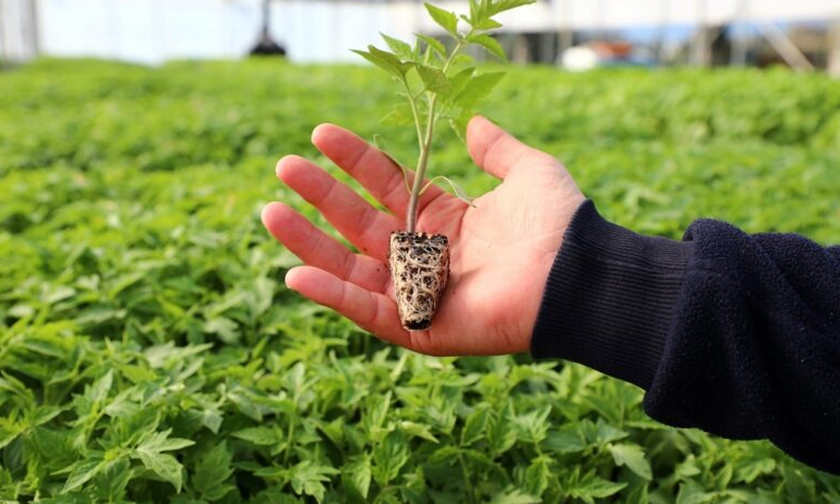 Fide desteği için üreticilerden başvuru kabul ediliyor