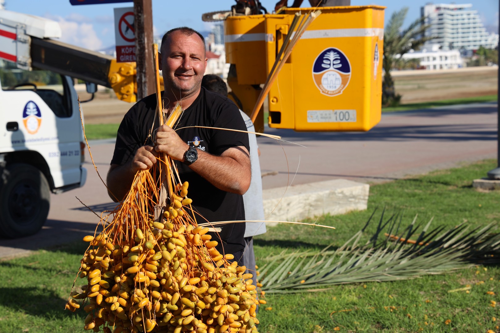 İskele Halk Plajındaki Hurmalar Toplandı