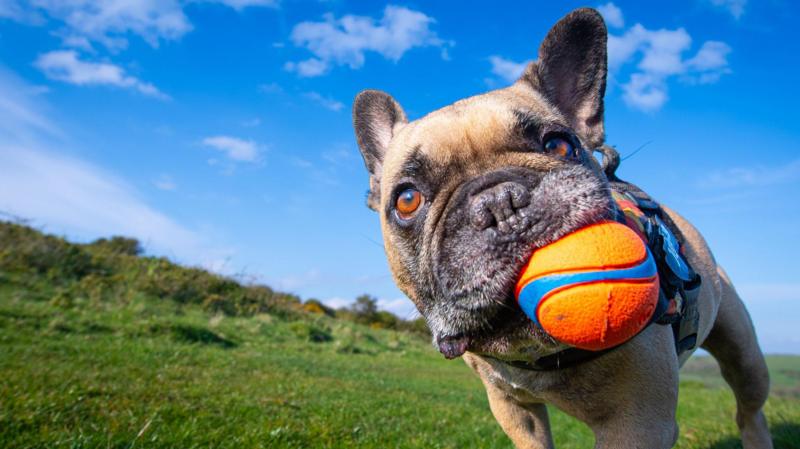 Köpekleri bu kadar çok sevmemizi bilim nasıl açıklıyor?