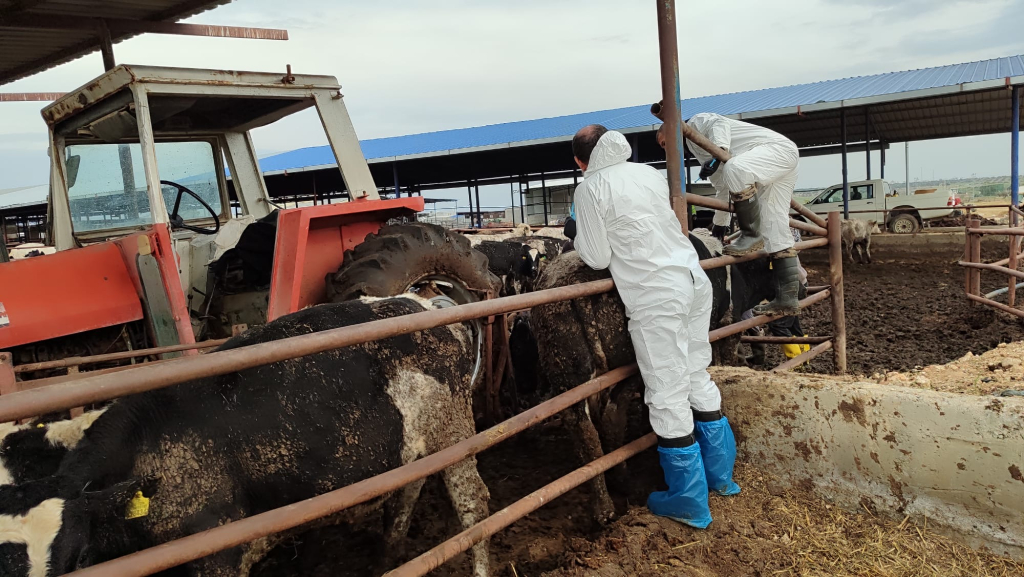 Şap hastalığıyla mücadele: 6 günde 35 bin 702 hayvan aşılandı