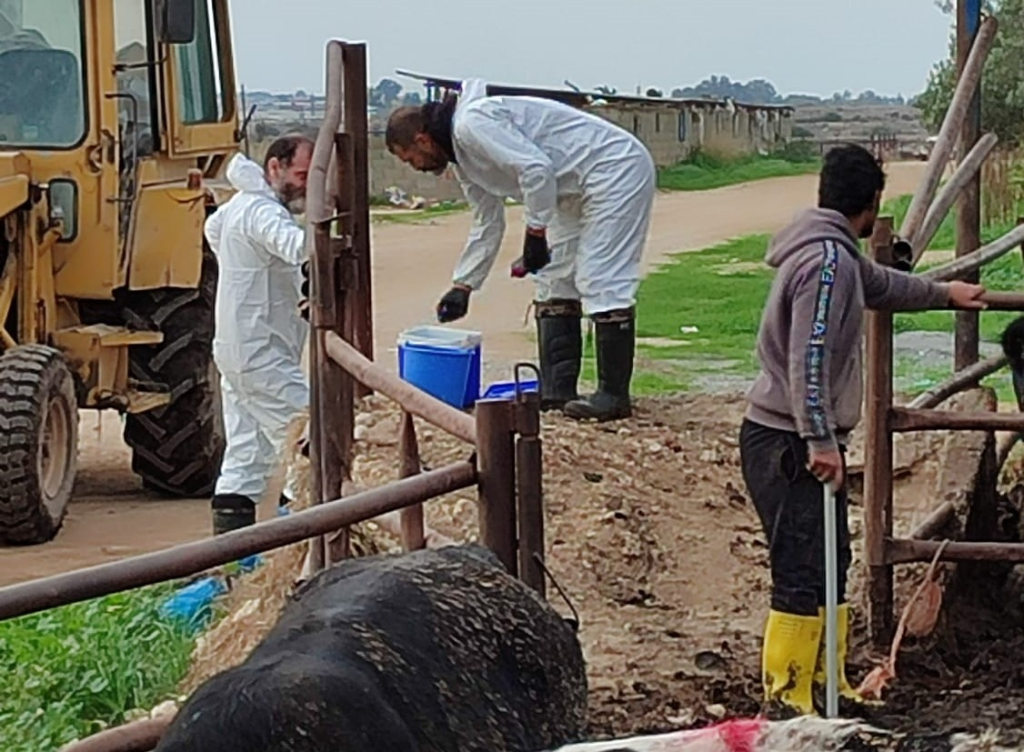 Şap.. Bir haftada 45 bin 214 büyükbaş aşılandı