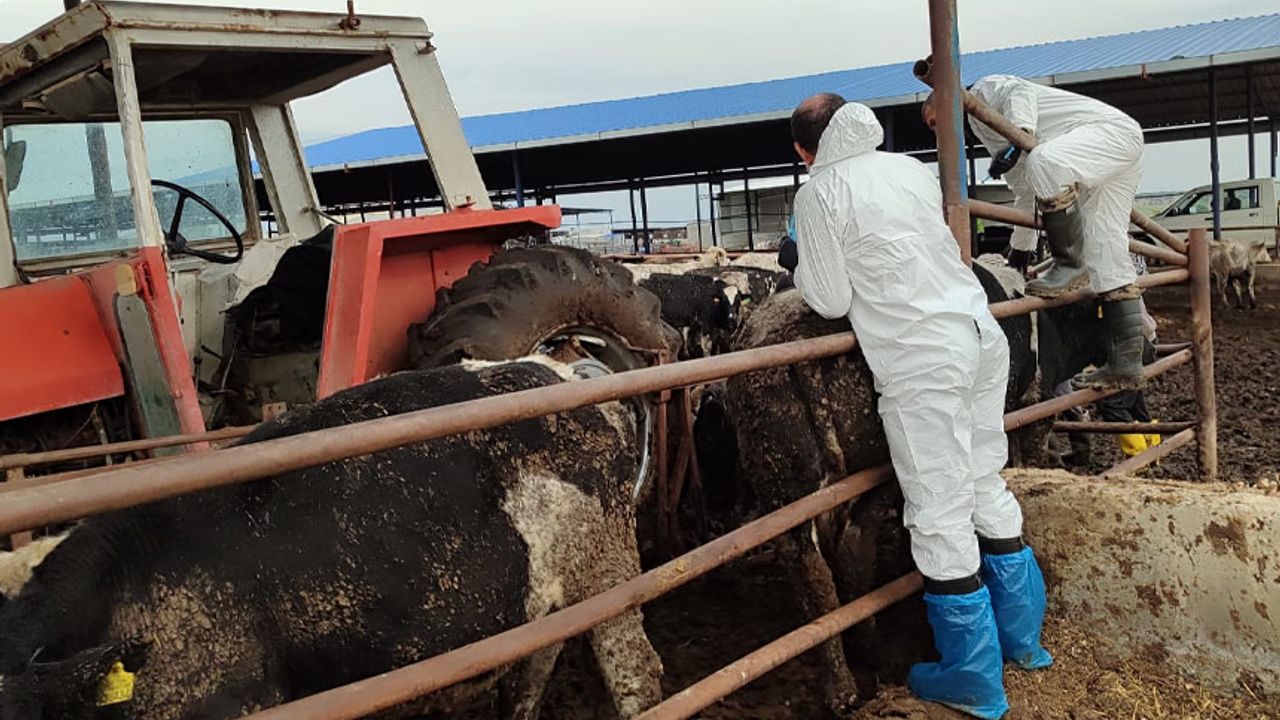 Şap hastalığına karşı aşılama çalışmaları sürüyor… 54 bin 163 hayvan aşılandı