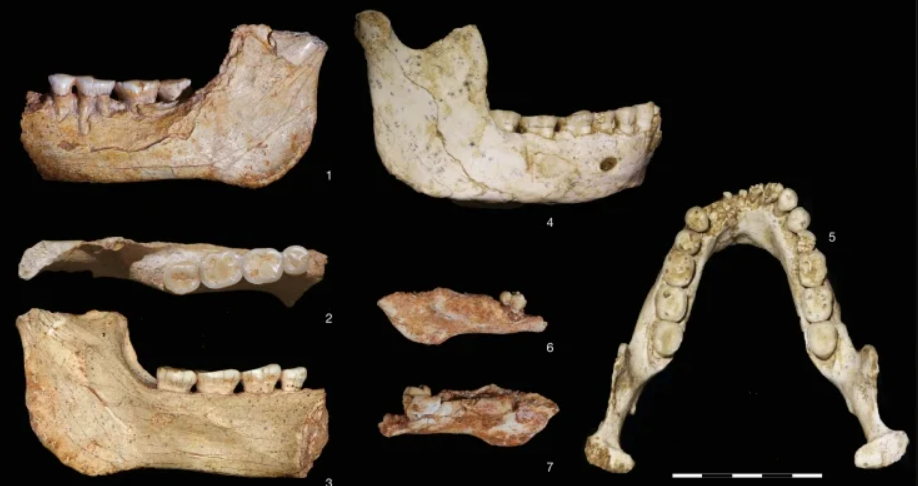 773 bin yıl öncesine ait insan fosilleri bulundu
