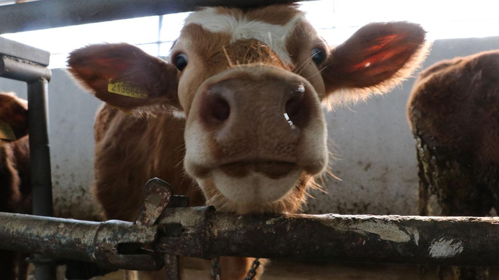 Tarım Bakanlığı: Şap hastalığıyla mücadelede aşılama, karantina ve denetimler sürdürülüyor