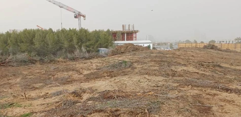 Yeşil Barış Hareketi: İskele’de denize sıfır 21 dönüm orman rant uğruna yok ediliyor