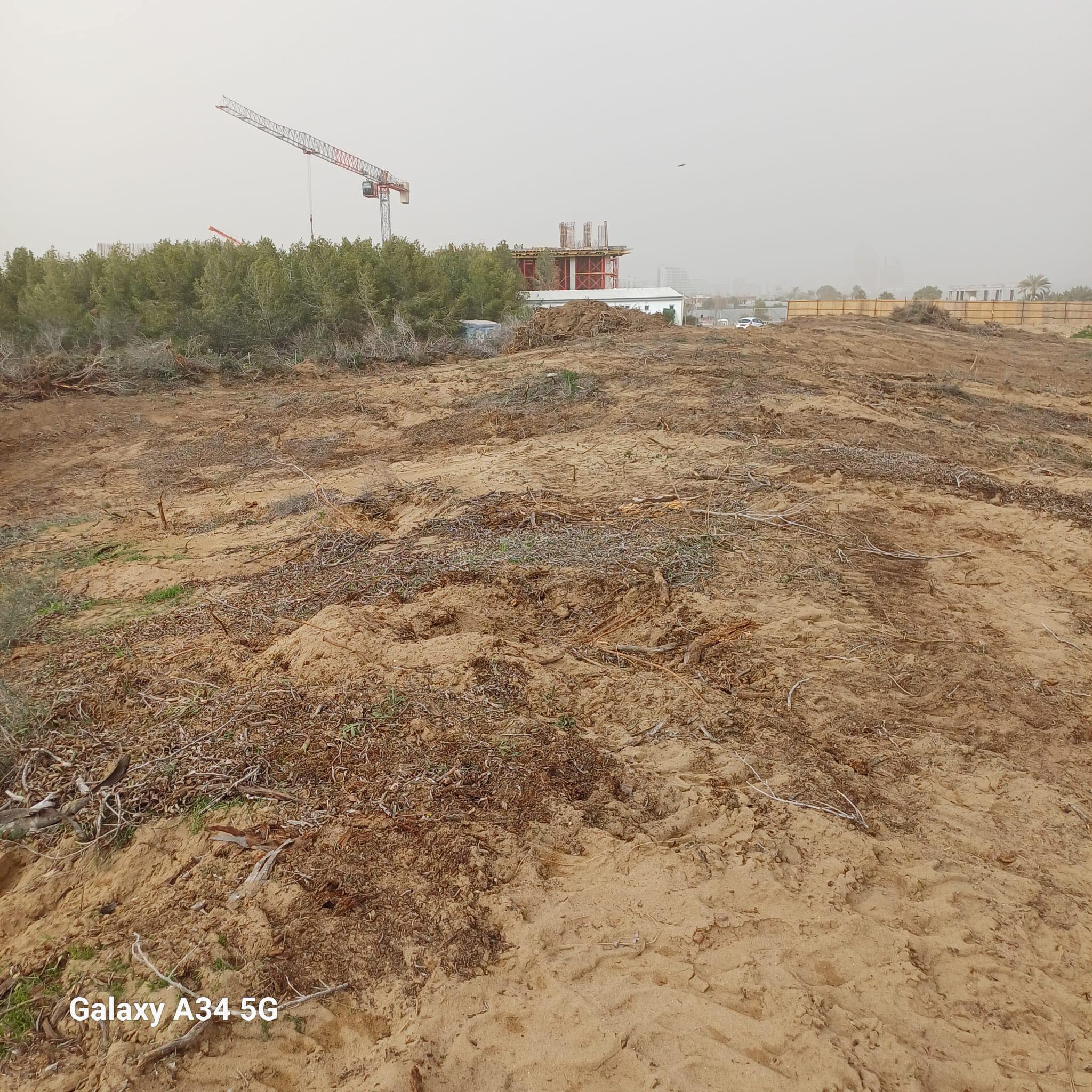 İskele'de Orman Talanına Dur Denmeli! Kira Sözleşmesi Derhal İptal Edilmelidir