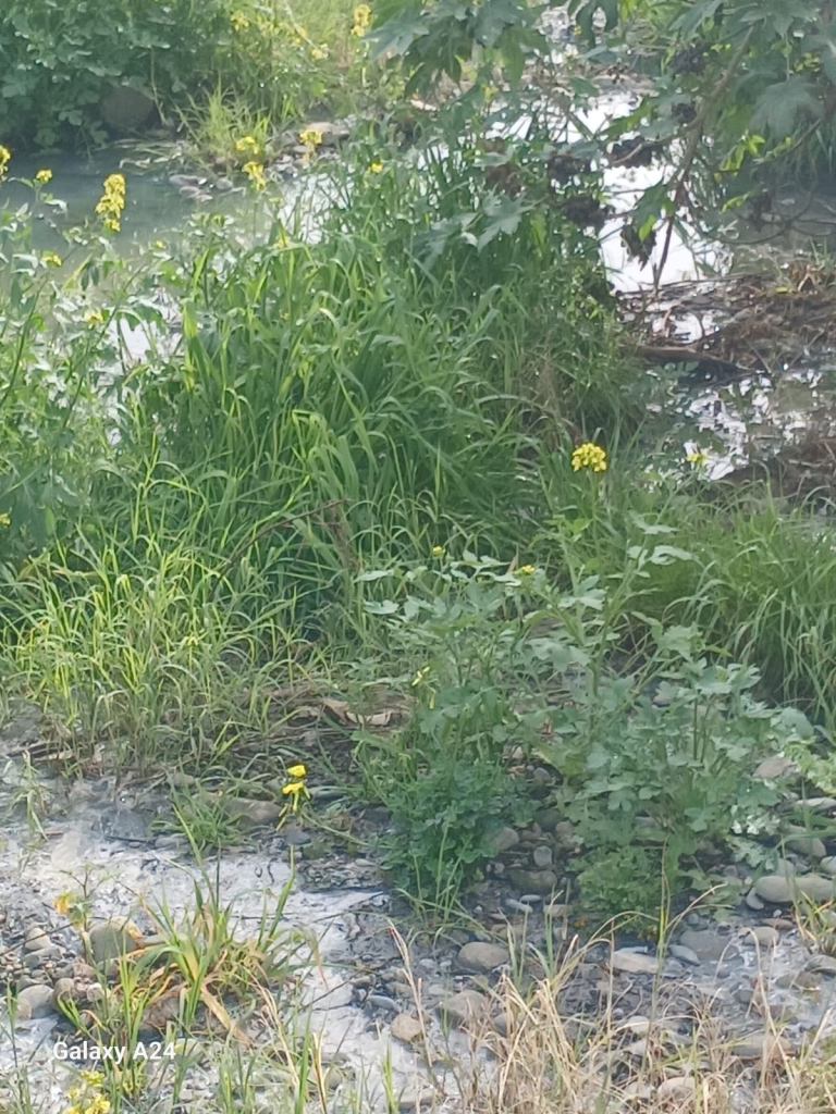 Lefke Çevre ve Ekoloji Derneği: Gemikonağı Deresi’ni kaplayan foseptik kirliliği üç aydır olduğu gibi duruyor