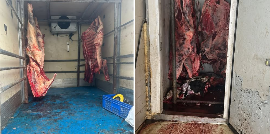 Hamitköy’de 1,395 kilo büyükbaş ve 70 kilo küçükbaş ete el konularak imha edildi