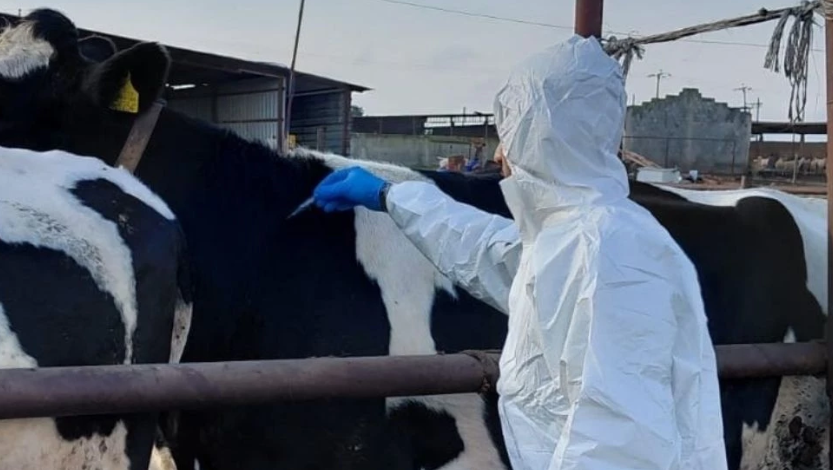 Şap, Limasol’a da sıçradı