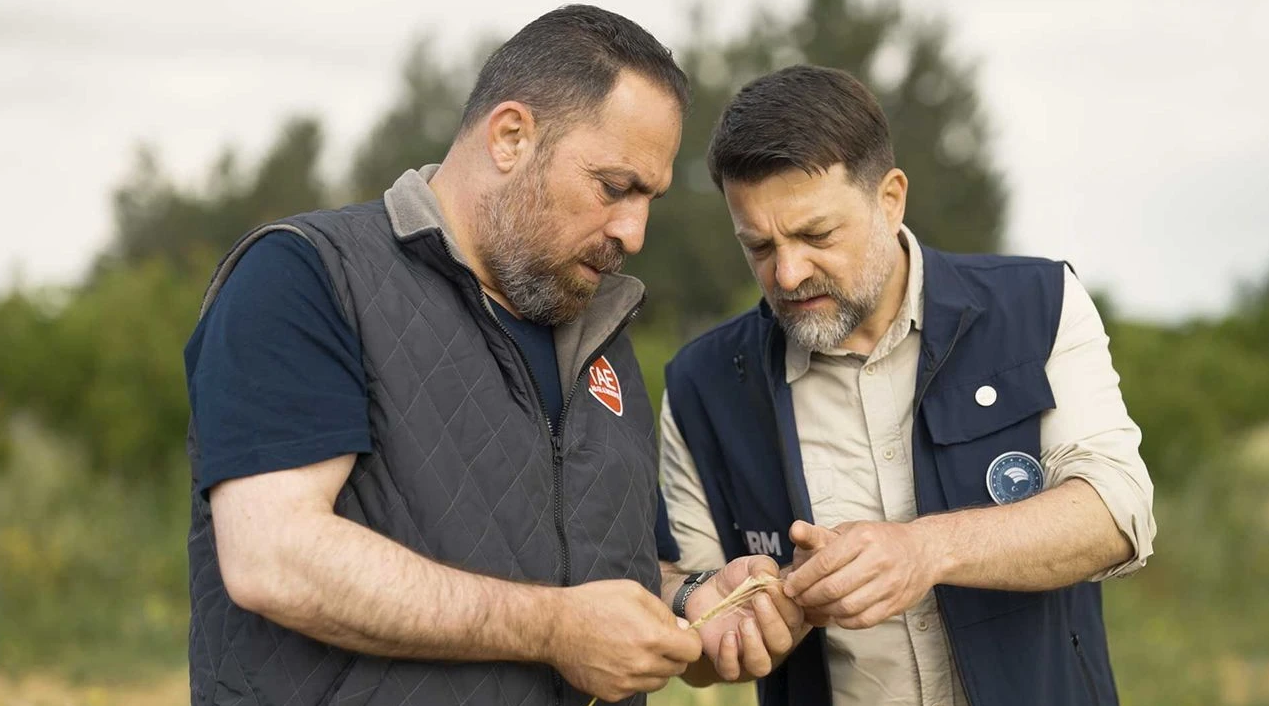 Arpa çeşit adaylarının hasadı yapıldı