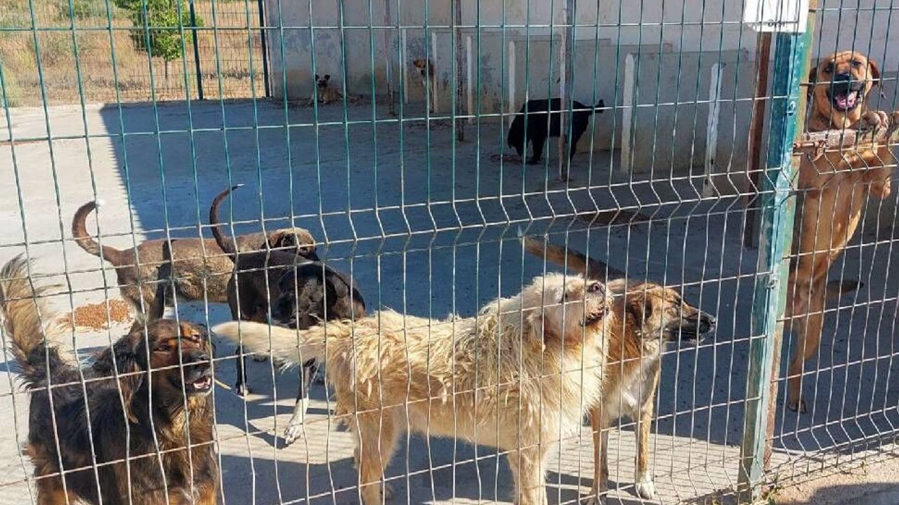 Gazimağusa Belediyesi, son beş yılda 600’ü aşkın hayvanı kısırlaştırdı