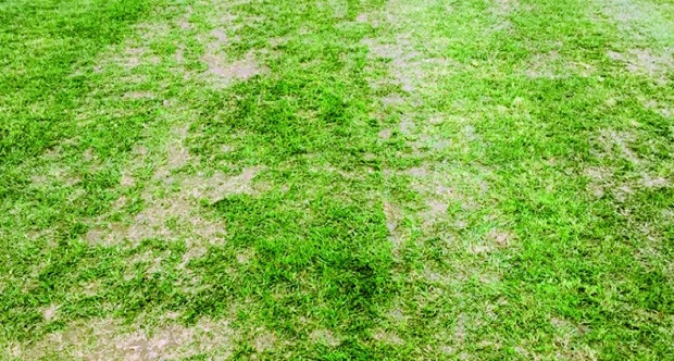 Fenerbahçe'den TFF'ye flaş başvuru