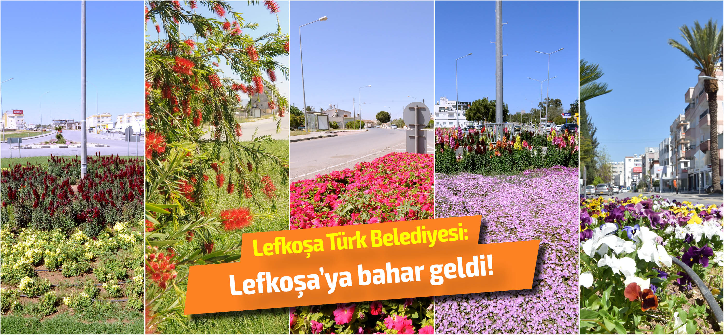 Lefkoşa'da çiçekler açtı