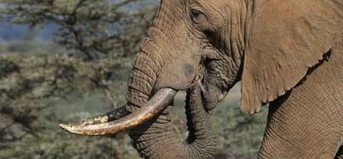 Afrika'da fil zirvesi