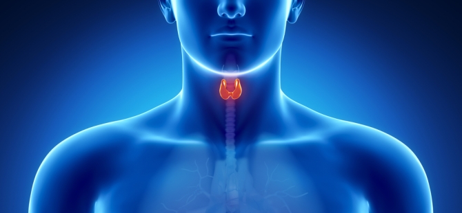 Kendi küçük, işlevi büyük; Tiroid Bezi