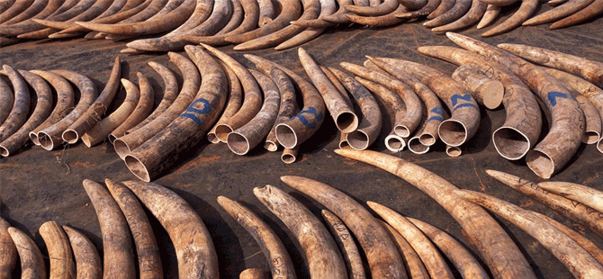 Çin'den tarihi karar: Fildişi üretimi yasaklanıyor!