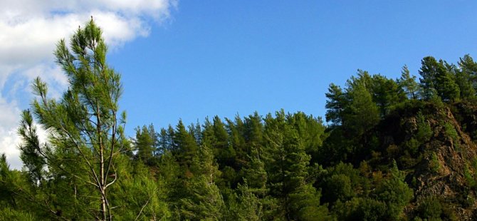 62 kuruluş, 3 bin 500 dönüm orman arazisinin devredilmesini ortak açıklamayla reddetti