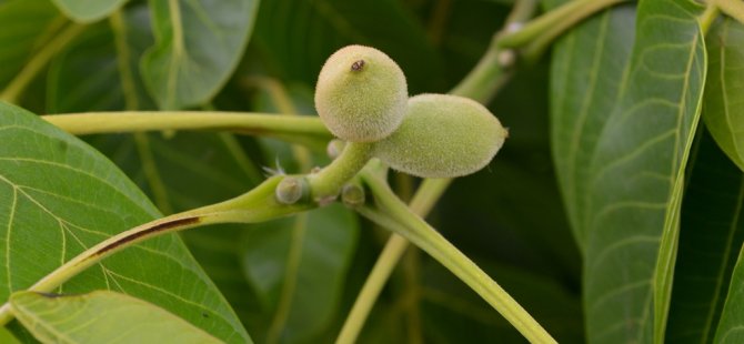 8’inci Lefke Ceviz Festivali 3-4 Haziran’da…