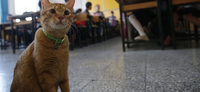 'Tombi' şimdi okullu oldu