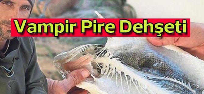 Bir bu eksikti: Akdeniz'de vampir pire kabusu