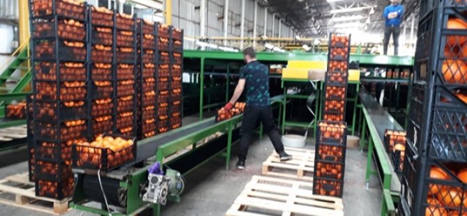 Narenciye sektörüne denetim, kayıt dışı işçi çalıştıran işverene ceza