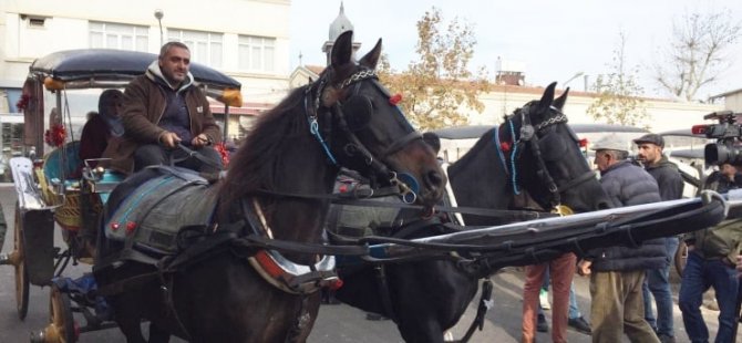 Hayvan hakları komisyonu üyesi: 2012’den beri 702 at ‘ruam’dan öldü