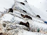 Roboski'de öldürülen katırlar için protesto nöbeti