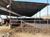 Değirmenlik, karasinek ile savaşıyor